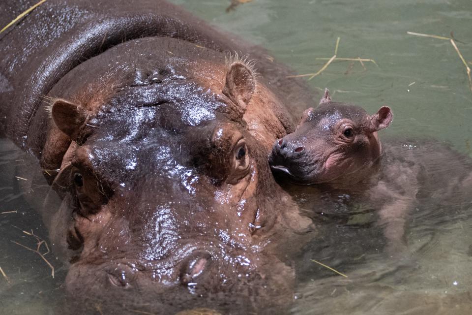 Hippo mom Bibi gave birth Aug. 4 to her second calf, a boy, born at full-term.