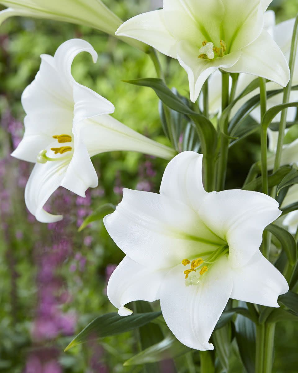 <p>An oriental lily is a bulbous plant with an inflorescence of large, outward-facing flowers and fleshy leaves. These lilies typically have larger but fewer and more trumpet-shaped flowers than Asiatic lilies.</p><p><a class="link " href="https://www.thompson-morgan.com/p/oriental-lily-collection/TKA2623TM" rel="nofollow noopener" target="_blank" data-ylk="slk:BUY BULBS;elm:context_link;itc:0;sec:content-canvas">BUY BULBS</a></p><p><a class="link " href="https://www.appleyardflowers.com/casablanca-lily-bouquet" rel="nofollow noopener" target="_blank" data-ylk="slk:BUY FLOWERS;elm:context_link;itc:0;sec:content-canvas">BUY FLOWERS</a></p>