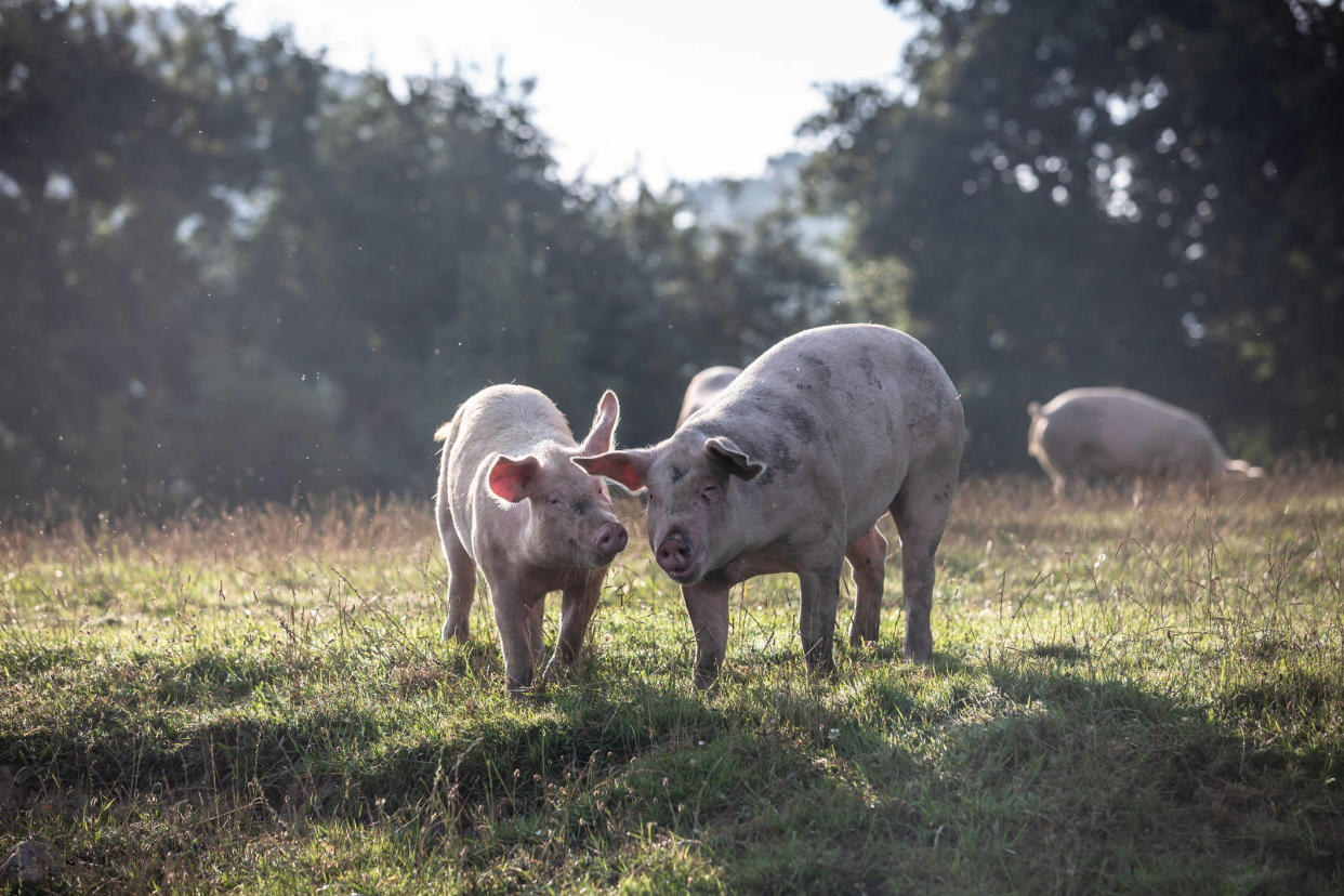 Une nouvelle greffe d’un rein de porc sur un humain suscite un immense espoir. (photo d’illustration)