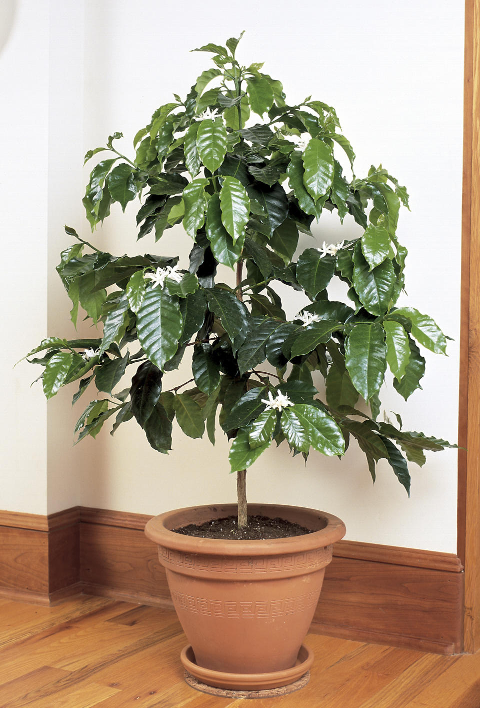 This image provided by Logee's Plants for Home & Garden shows a coffee (Coffea arabica) houseplant growing in a container. (Logee's Plants for Home & Garden / logees.com via AP)