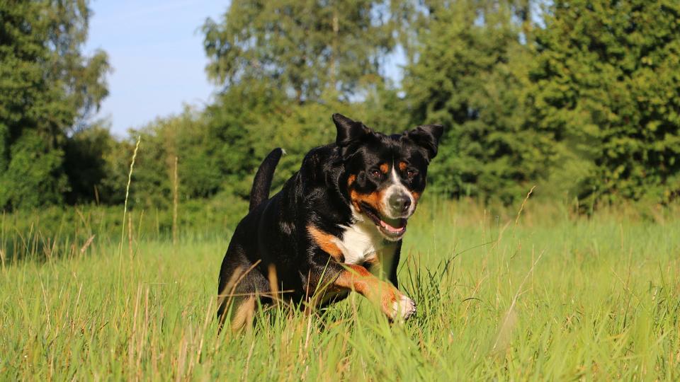 a greater Swiss mountain dog runs in a field