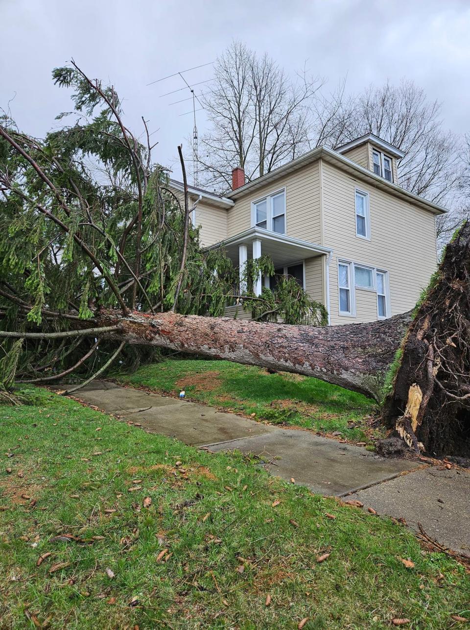 A large pine tree in Massillon fell onto Danielle Henderson's front porch, ripping her power lines and box from the house.
