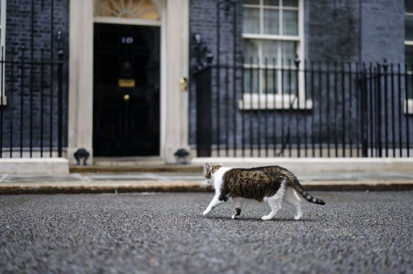 Larry the Downing Street Cat
