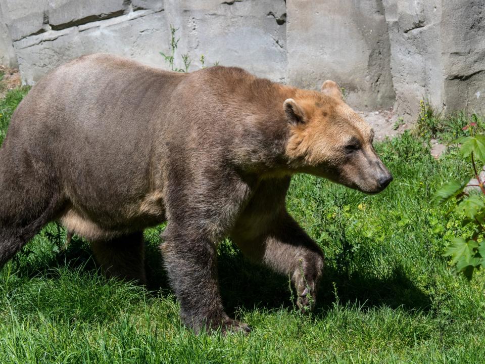 Polar bear and grizzly bear hybrids, known as 'pizzly bears,' could