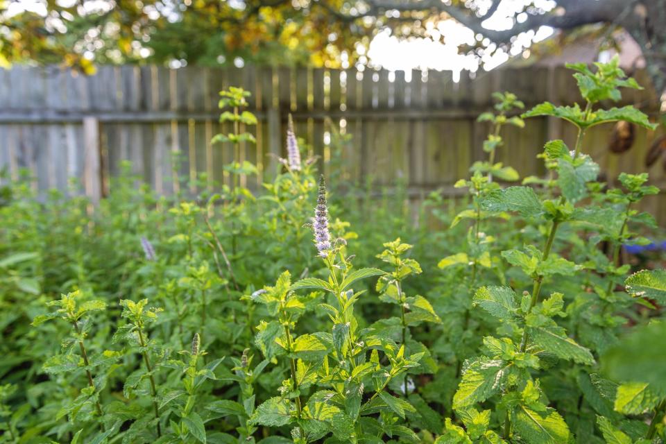 Mint Growing in Herb Garden