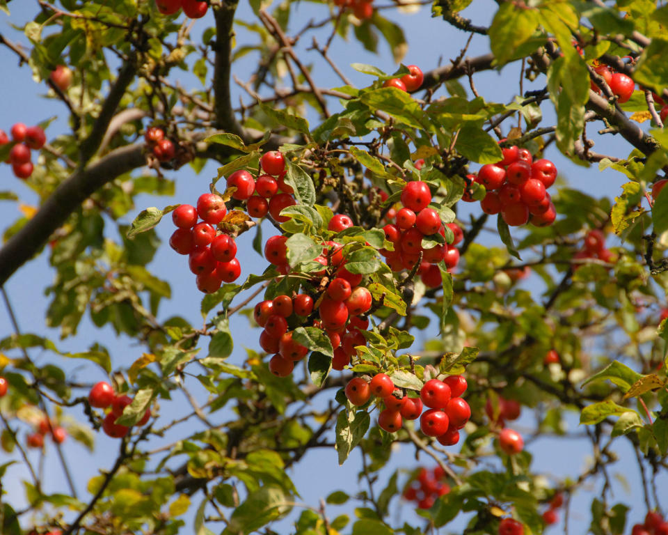 9. Crab Apple (Malus)