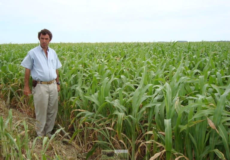 El productor Diego Chiatellino junto a un sorgo BMR o nervadura marrón en Bonifacio, partido de Guaminí (Buenos Aires)