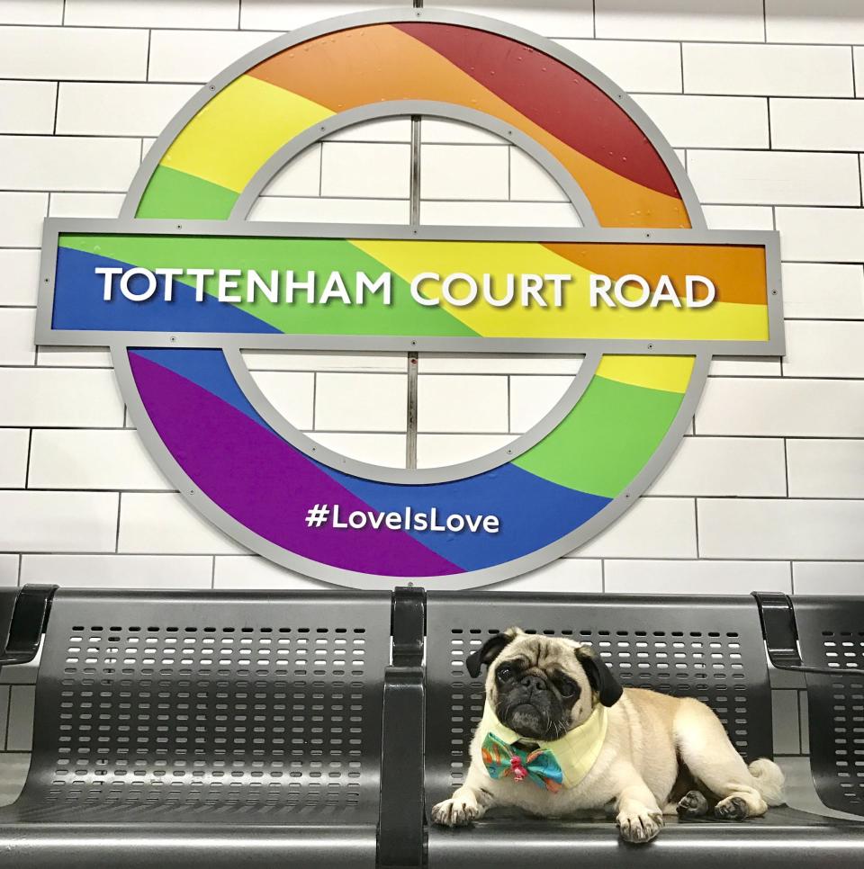 Doug the therapy pug pictured at Tottenham Court Road (Doug the Pug @dougthepugtherapydog)