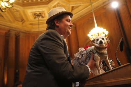 Frida, a female Chihuahua (R), stands on a podium before the San Francisco Board of Supervisors issues a special commendation naming Frida "Mayor of San Francisco for a Day" in San Francisco, California November 18, 2014. REUTERS/Stephen Lam