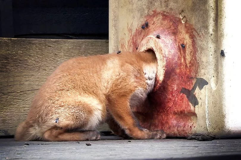 The fox cub with its head stuck in a large sink plughole in a homeowners garden