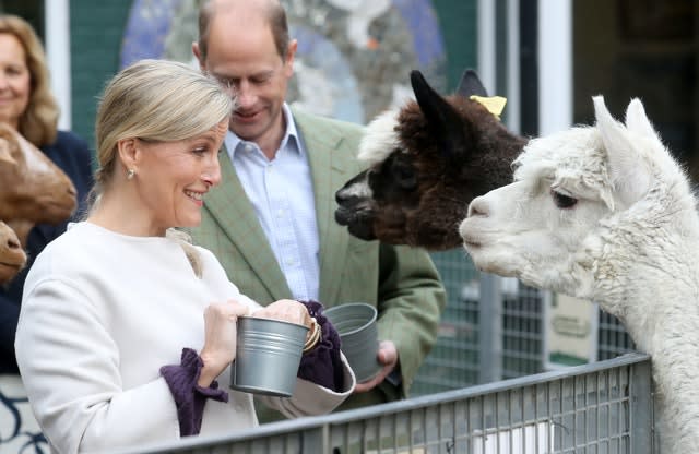 The Earl and Countess of Wessex feed Alpacas during their visit to Vauxhall City Farm. Chris Jackson/PA Wire