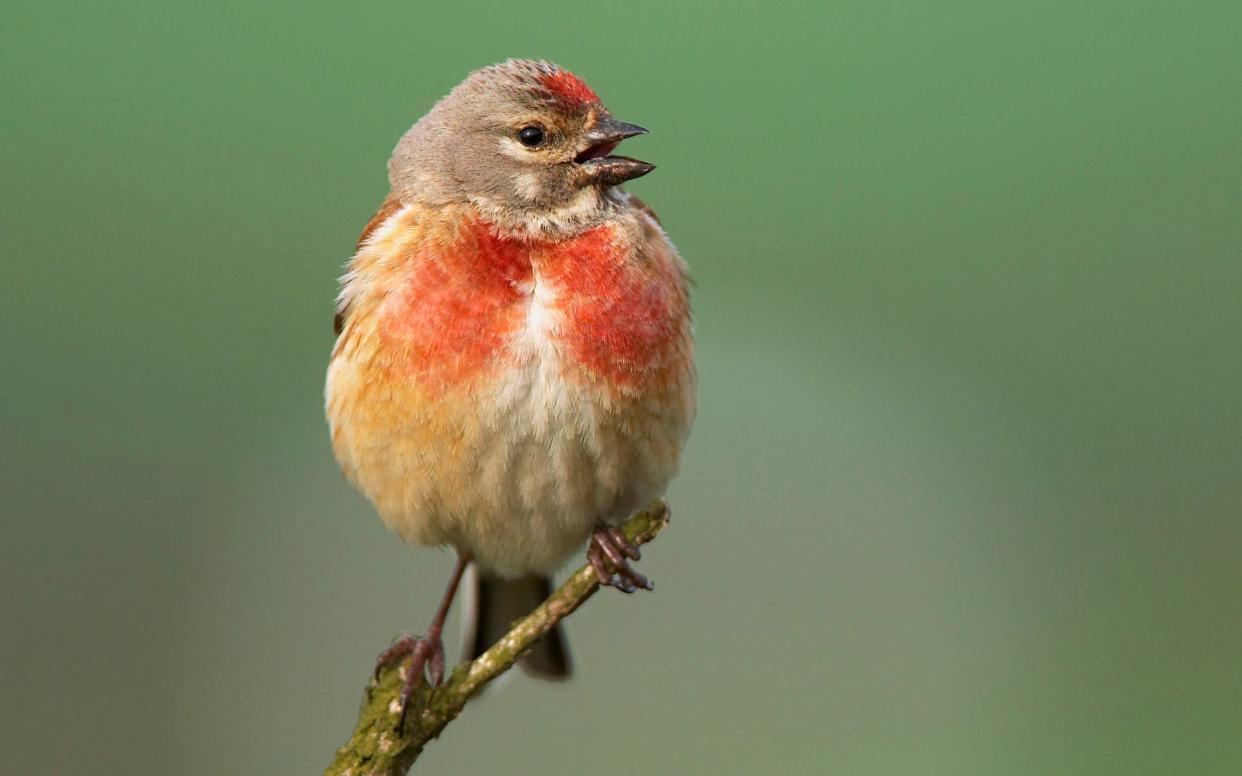 A linnet - their nests are vulnerable to magpies - Steve Knell/RSPB