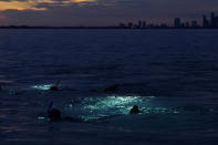 Two snorkelers follow divers with lights during a night dive to check on coral spawning, Monday, Aug. 15, 2022, in Key Biscayne, Fla. A group of students and scientists from the University of Miami's Rosenstiel School of Marine & Atmospheric Science were hoping to observe the coral spawn and collect their eggs and sperm, called gametes, to take back to the lab to hopefully fertilize and create new coral that will later be transplanted to help repopulate part of the Florida Reef Tract. (AP Photo/Wilfredo Lee)