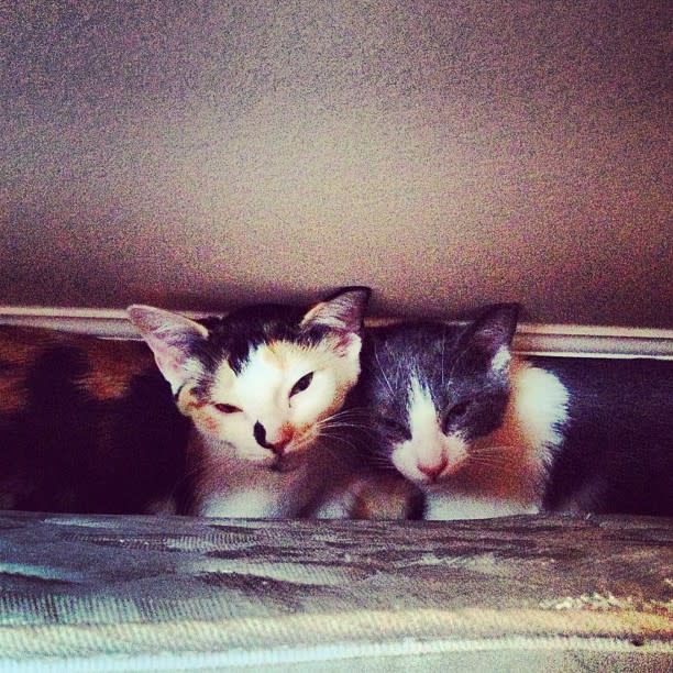 5. Hiding Kittens