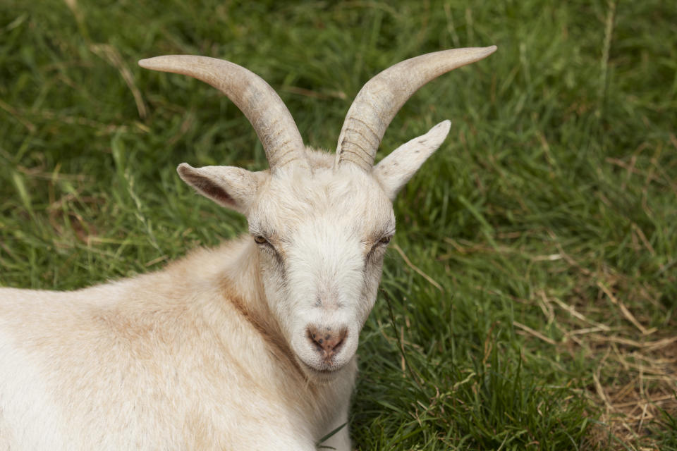 Portrait of a resting Goat