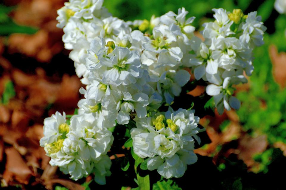 a close up of white hoary stock flowers for day of the dead