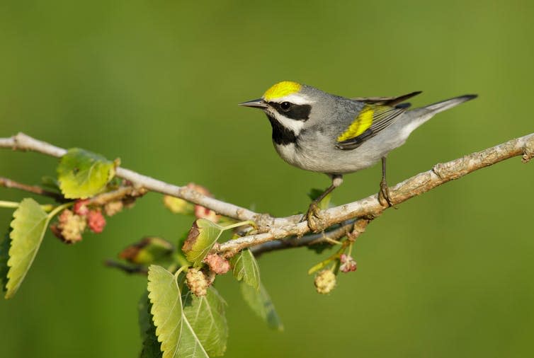 <span class="caption">Golden-winged warbler.</span> <span class="attribution"><a class="link " href="https://www.shutterstock.com/image-photo/adult-male-goldenwinged-warbler-vermivora-chrysoptera-1217784661" rel="nofollow noopener" target="_blank" data-ylk="slk:Shutterstock;elm:context_link;itc:0;sec:content-canvas">Shutterstock</a></span>