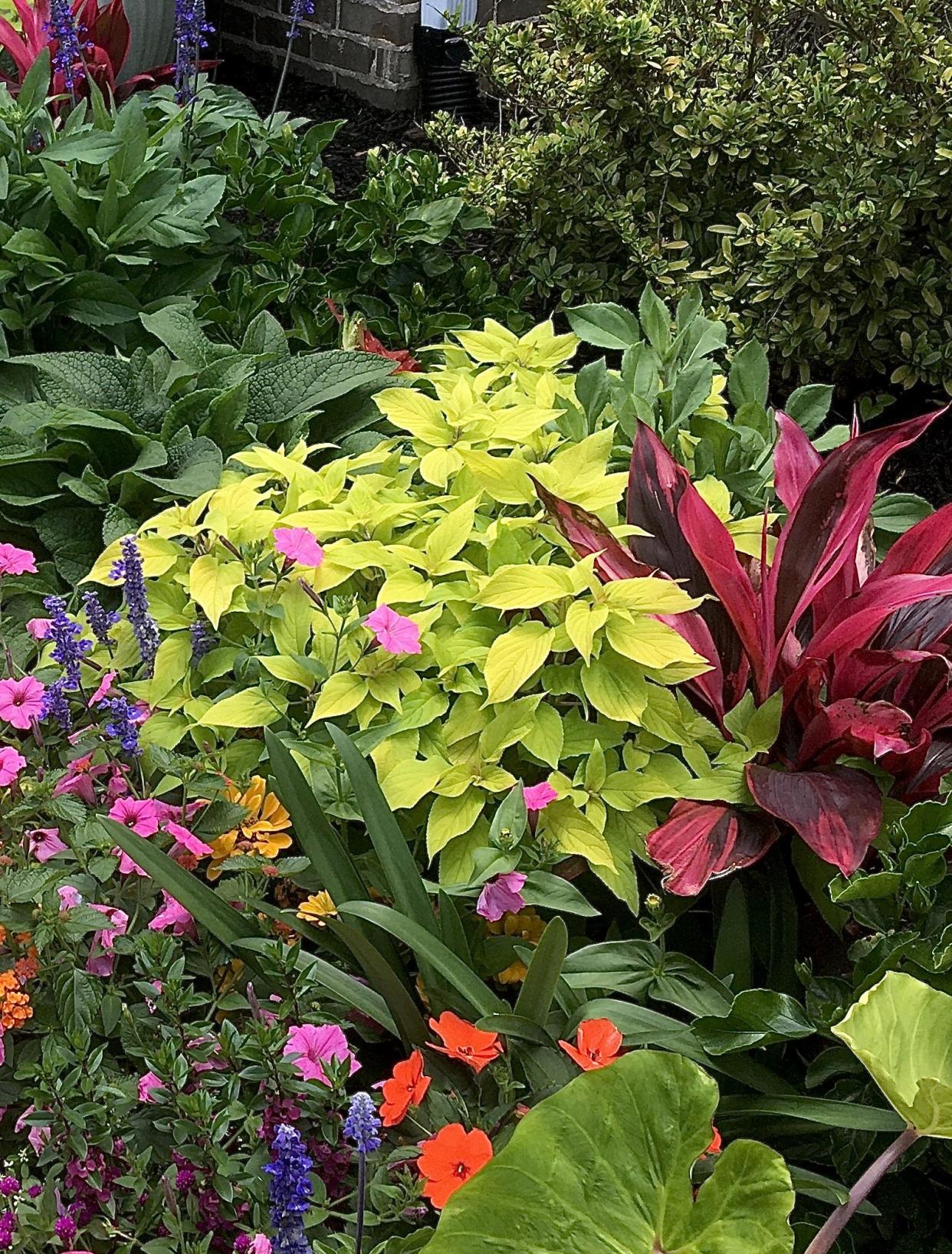 The Rockin Golden Delicious pineapple sage foliage has a delightful scent and flavor and can be used in the kitchen by the culinary artist in your home.