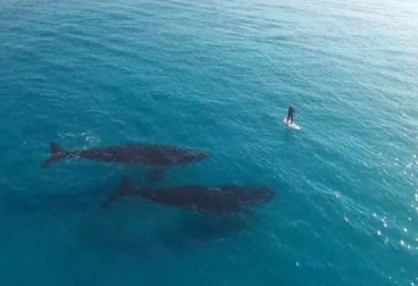  Incredible moment huge whales meet paddle boarder (video)