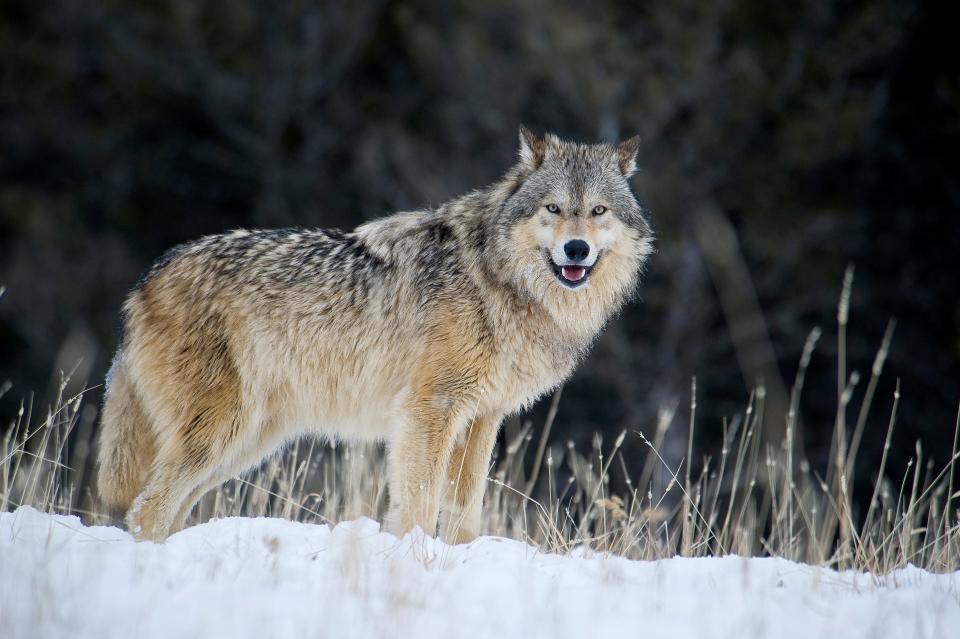 gray wolf montana