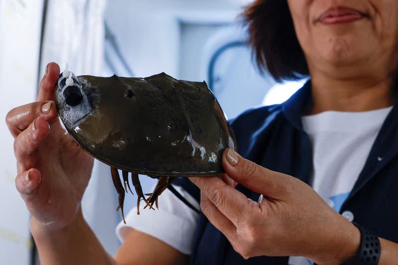 Tagged adult horseshoe crabs released into Tung Chung Bay, marking the initiation of the first underwater automated acoustic telemetry system for a pilot tracking study of endangered horseshoe crabs, in Hong Kong