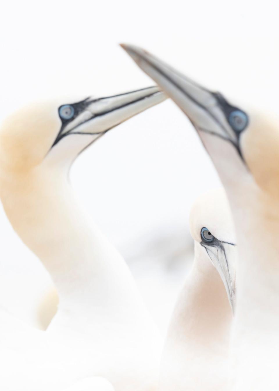 Ein Vogel scheint andere Vögel anzustarren