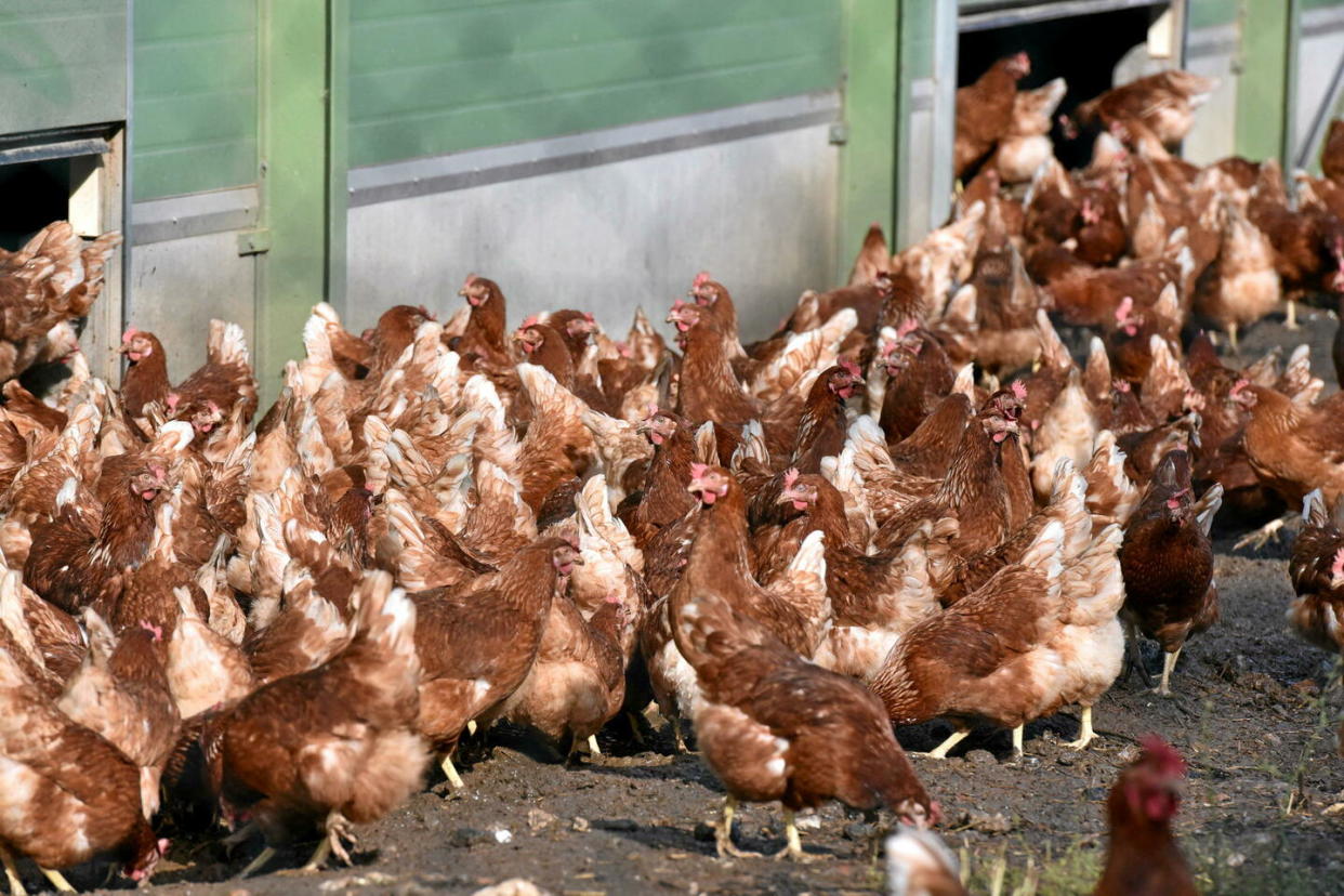 Un élevage de poules pondeuses en plein air (photo d'illustration).  - Credit:ANDBZ / ANDBZ/ABACA