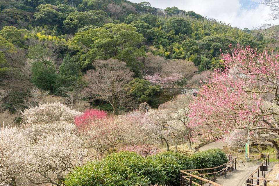 熱海梅園（Image Source : Getty Creative/iStockphoto）