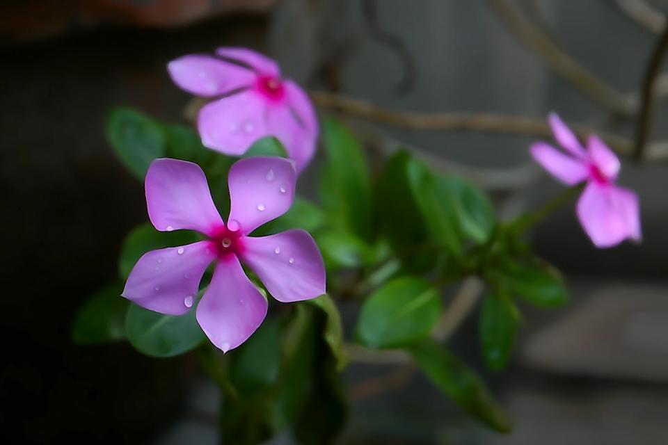 Catharanthus roseus, commonly known as bright eyes, Cape periwinkle, graveyard plant, Madagascar periwinkle. Shutterstock