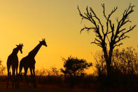 <p>Plongée en pleine nature, vin mondialement reconnu,et un pays en fête pour 2018 : c’est l’année du centenaire de la naissance de Neslon Mandela.</p>