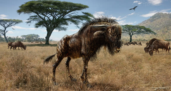 An illustration of the Late Pleistocene beast <i>Rusingoryx atopocranion</i>, which curiously has the same type of hollow-dome crest as the duck-billed dinosaur.