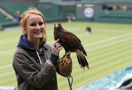 Imogen Davis poses for a photograph with Rufus, a Harris Hawk used at the Wimbledon Tennis Championships to scare away pigeons, in London June 24, 2013. REUTERS/Eddie Keogh