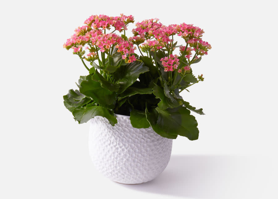 Brilliant Kalanchoe