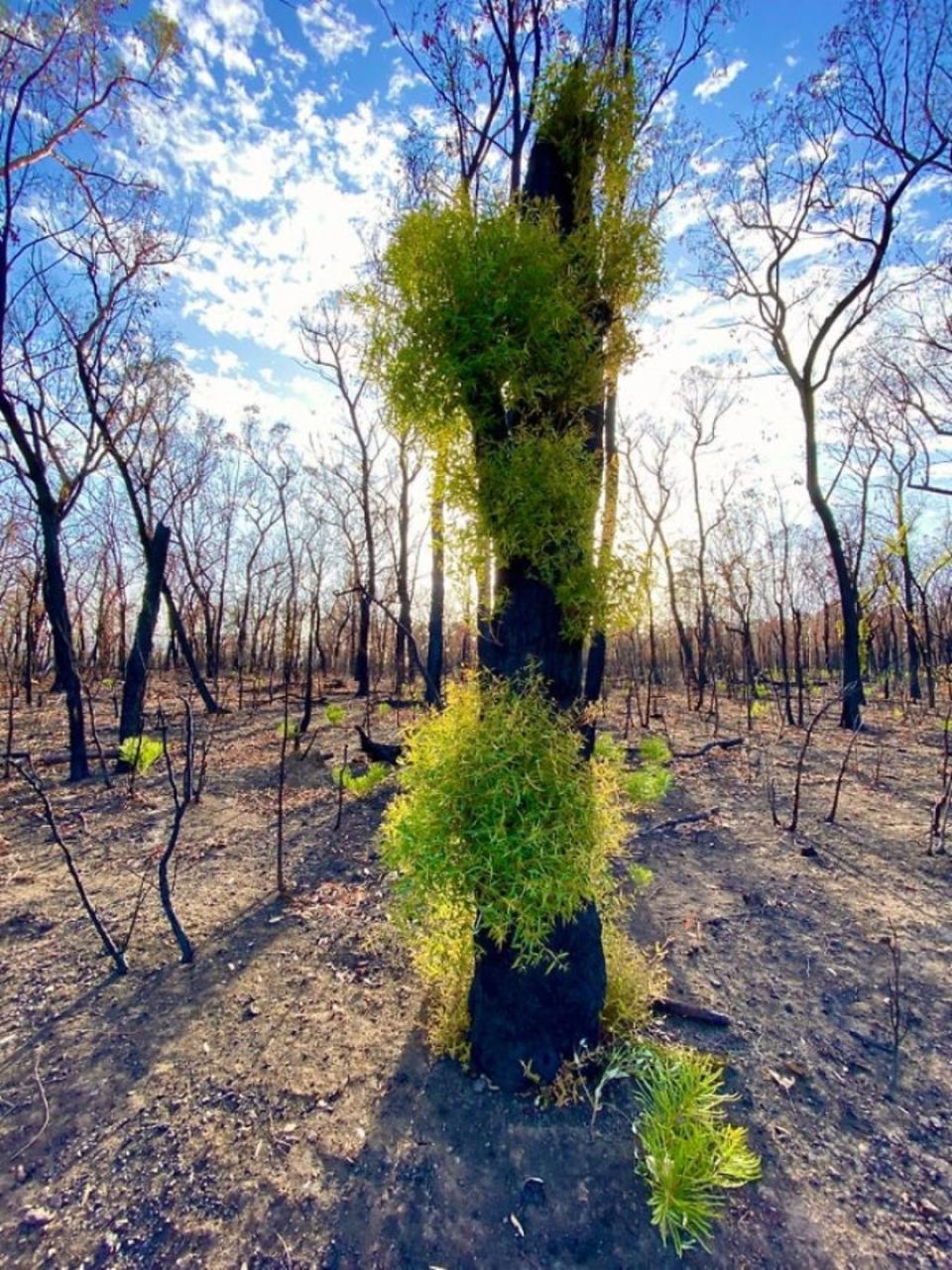 Incendios de Australia: la vida se abre paso entre las cenizas