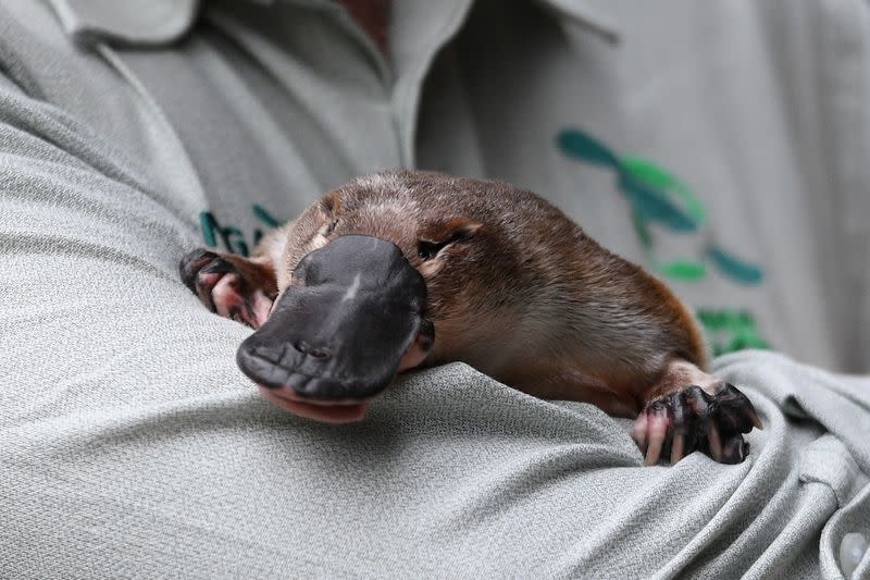 Annie the Platypus is seen during a World Wildlife Day announcement pledging to save the Australian platypus from extinction, at Taronga Zoo