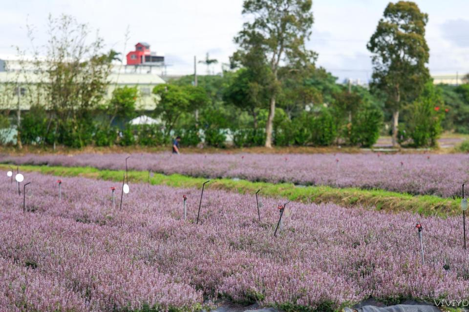 2020桃園仙草花節