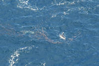 <p>Common dolphins hunting squid at surface in the monument. (Photo: New England Aquarium’s Anderson Center for Ocean Life aerial survey of Northeast Canyons and Seamounts Marine National Monument, July 2017) </p>