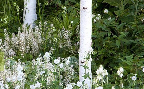 Betula utilis var. 'jacquemontii' - GAP PHOTOS