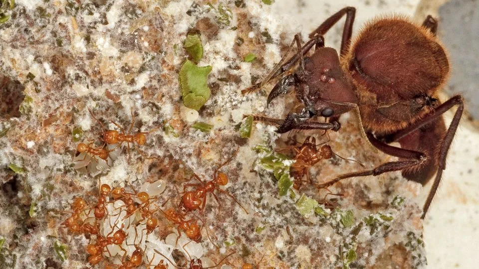 Ants began farming fungi 66 million years ago after an asteroid hit Earth, according to a new study. Here the queen and workers of the leaf-cutter ant species Atta cephalotes tend to a fungus garden. - Karolyn Darrow