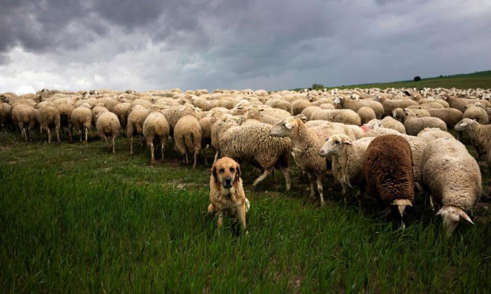 A Spanish mastiff watches over a flock of sheep