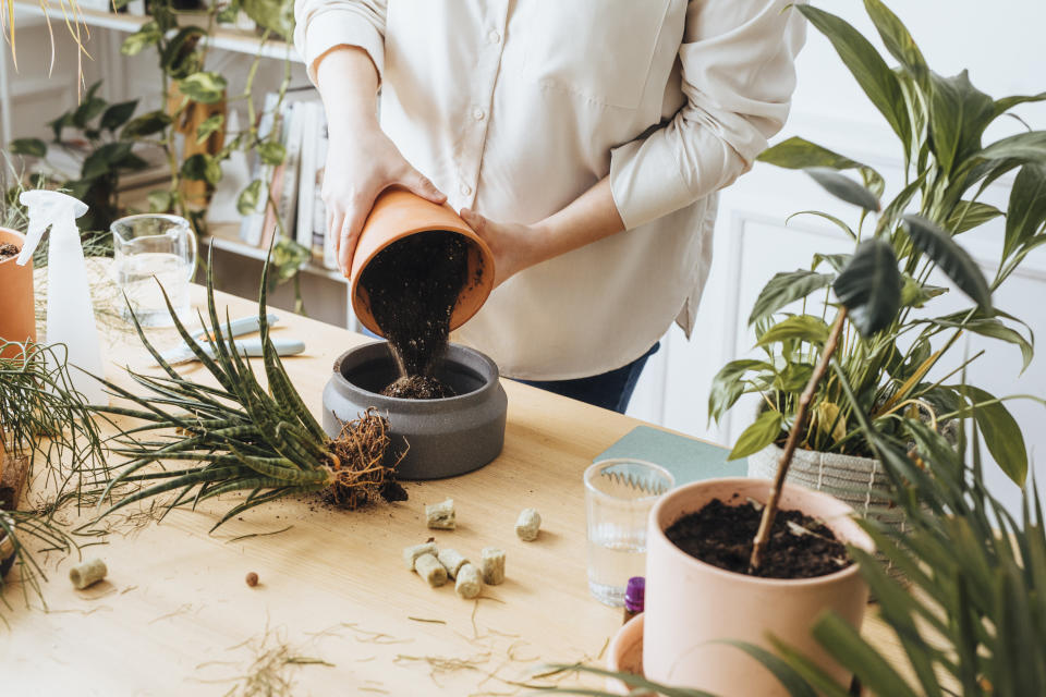 Plants absorb a lot of nutrients as they grow, so they need fresh soil from time to time. (Photo: FreshSplash via Getty Images)