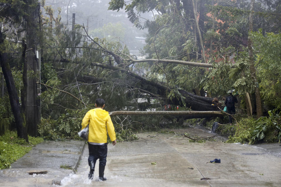 Toppled trees caused by Typhoon Doksuri block a road in Baguio City, northern Philippines on Wednesday July 26, 2023. Typhoon Doksuri ripped off tin roofs from homes, engulfed low-lying villages in flood, knocked down power and displaced more than 12,000 people Wednesday as it smashed into a small island and lashed northern Philippine provinces overnight with ferocious wind and rain, officials said. (AP Photo)