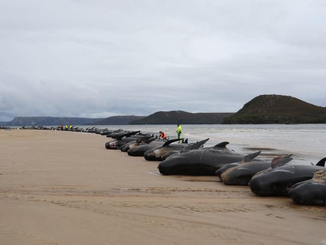 Hundreds of Whales Die in Mass Stranding in Australia, Smart News