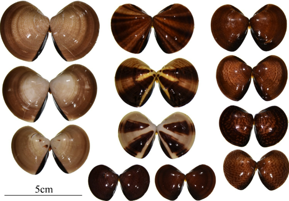 The various coloring patterns of Meretrix taiwanica.