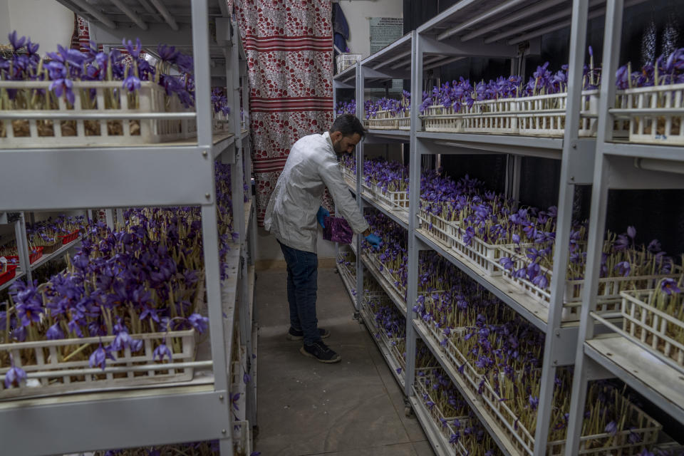 Shakir Ahmad Bhat, an employee of Advance Research Station For Saffron & Seed Spices, plucks crocus flowers, the stigma of which produces saffron, in Dussu, south of Srinagar, Indian controlled Kashmir, Saturday, on Oct. 29, 2022. As climate change impacts the production of prized saffron in Indian-controlled Kashmir, scientists are shifting to a largely new technique for growing one of the world’s most expensive spices in the Himalayan region: indoor cultivation. Results in laboratory settings have been promising, experts say, and the method has been shared with over a dozen traditional growers. (AP Photo/Dar Yasin)