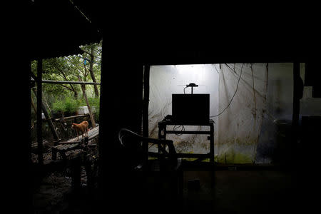 A cat walks outside a house in Pantai Bahagia village in Bekasi, West Java province, Indonesia, January 22, 2018. REUTERS/Beawiharta