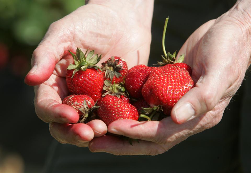 Strawberries are available for picking at Battleview Orchards this spring.