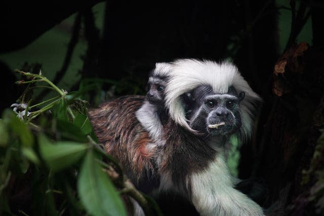 Zoo announces birth of tiny tamarin