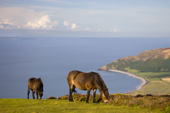 exmoor ponies should be killed for meat say experts