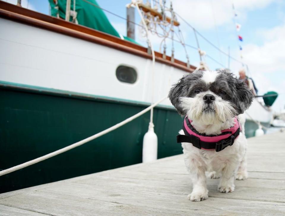 small fluffy dog breeds shih tzu